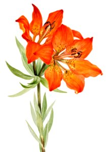 Red Lily (Lilium montanum) (1923) by Mary Vaux Walcott.. Free illustration for personal and commercial use.