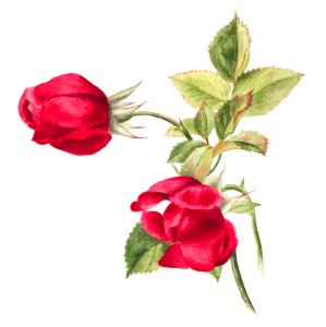 Rose (1878) by Mary Vaux Walcott.. Free illustration for personal and commercial use.