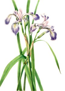 Blueflag Iris (Iris versicolor) (1919) by Mary Vaux Walcott.. Free illustration for personal and commercial use.