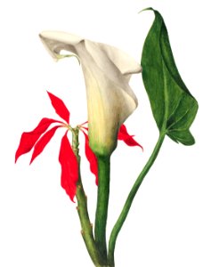 Calla Lily (1877) by Mary Vaux Walcott.. Free illustration for personal and commercial use.