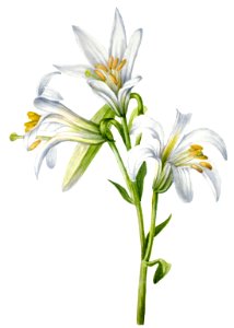 Washington Lily (Lilium washingtonianum) (1933) by Mary Vaux Walcott.. Free illustration for personal and commercial use.