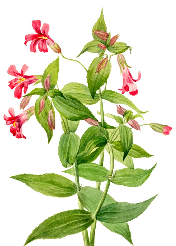 Lewis Monkey Flower (Mimulus lewisii) (1899) by Mary Vaux Walcott.