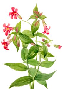 Lewis Monkey Flower (Mimulus lewisii) (1899) by Mary Vaux Walcott.. Free illustration for personal and commercial use.