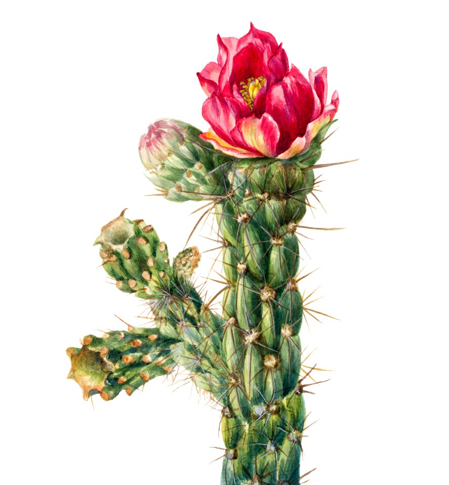 Walkingstick Cholla (Opuntia imbricata) (1934) by Mary Vaux Walcott.. Free illustration for personal and commercial use.