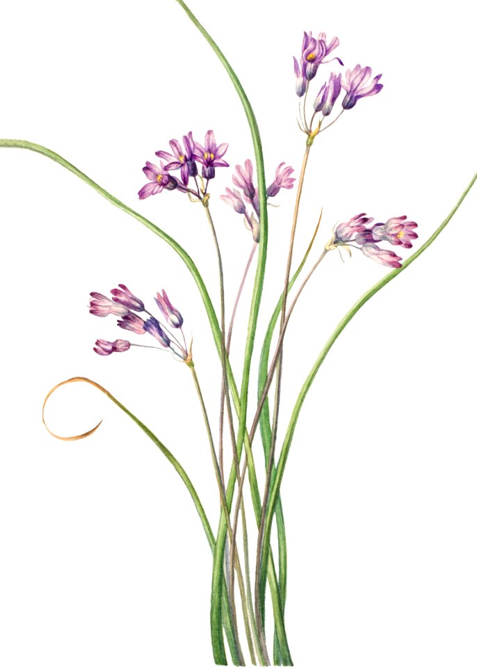 Wild Hyacinth (Brodiaea pulchella) (1927) by Mary Vaux Walcott.