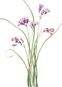 Wild Hyacinth (Brodiaea pulchella) (1927) by Mary Vaux Walcott.. Free illustration for personal and commercial use.