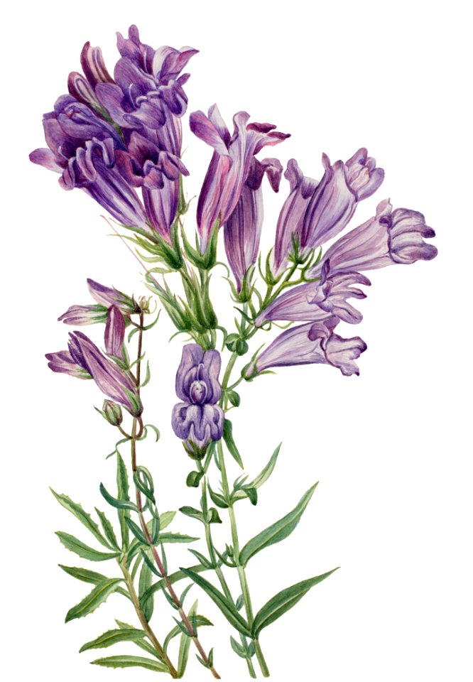 Purple Pentstemon (Pentstemon lyallii) (1923) by Mary Vaux Walcott.