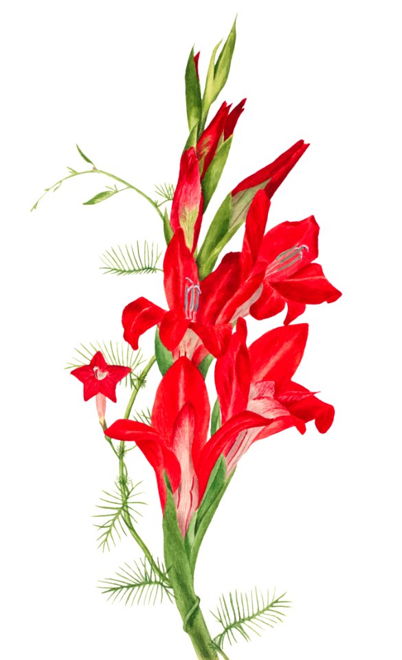 Cannas and Cypress Vine (Canna species and Ipomoea quamoclit) (1877) by Mary Vaux Walcott.