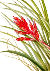 Quill Leaf Tillandsia (Tillandsia fasciculata) (1929) by Mary Vaux Walcott.. Free illustration for personal and commercial use.
