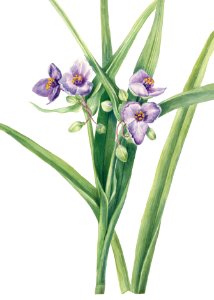 Virginia Spiderwort (Tradescantia virginiana) (1920) by Mary Vaux Walcott.. Free illustration for personal and commercial use.