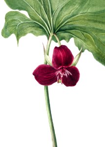 Sweet Trillium (Trillium vasyi) (1934) by Mary Vaux Walcott.