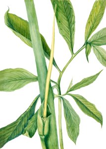 Greendragon (Arisaema dracontium) (1920) by Mary Vaux Walcott.. Free illustration for personal and commercial use.