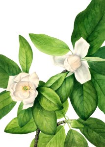 Sweetbay (Magnolia virginiana) (1927) by Mary Vaux Walcott.