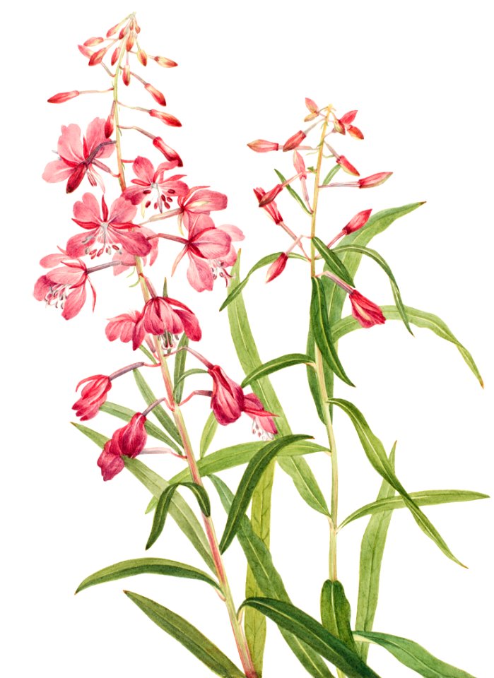 Fireweed (Epilobium angustifolium) (1902) by Mary Vaux Walcott.
