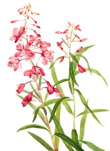 Fireweed (Epilobium angustifolium) (1902) by Mary Vaux Walcott.. Free illustration for personal and commercial use.