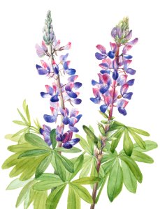 Lupine (Lupinus fornosus) (1935) by Mary Vaux Walcott.. Free illustration for personal and commercial use.