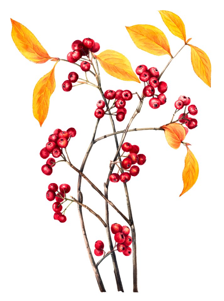 Red Chokeberry (Aronia arbutifolia) (1920) by Mary Vaux Walcott.