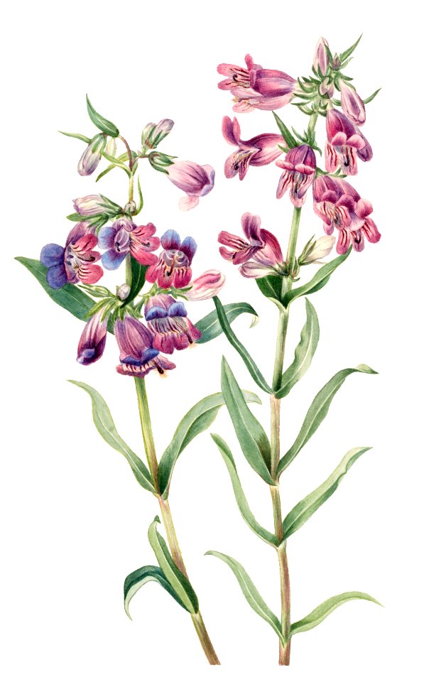 Prairie Pentstemon (Pentstemon erianthera) (1923) by Mary Vaux Walcott.
