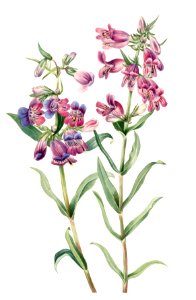 Prairie Pentstemon (Pentstemon erianthera) (1923) by Mary Vaux Walcott.. Free illustration for personal and commercial use.