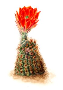Cucumber Cactus (1939) by Mary Vaux Walcott.. Free illustration for personal and commercial use.