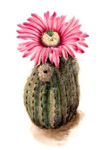 Turkeyhead Cactus (Echinocerus perbellus) (1930) by Mary Vaux Walcott.. Free illustration for personal and commercial use.