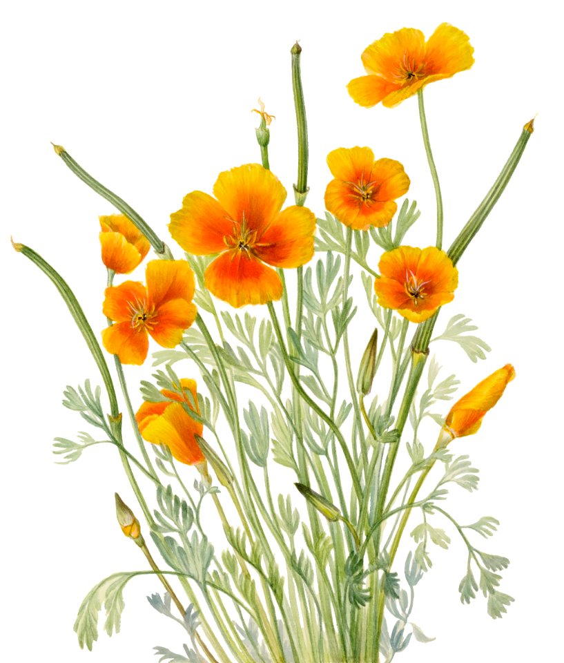 Mexican Poppy (Eschscholtzia mexicana) (1927) by Mary Vaux Walcott.