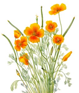 Mexican Poppy (Eschscholtzia mexicana) (1927) by Mary Vaux Walcott.. Free illustration for personal and commercial use.