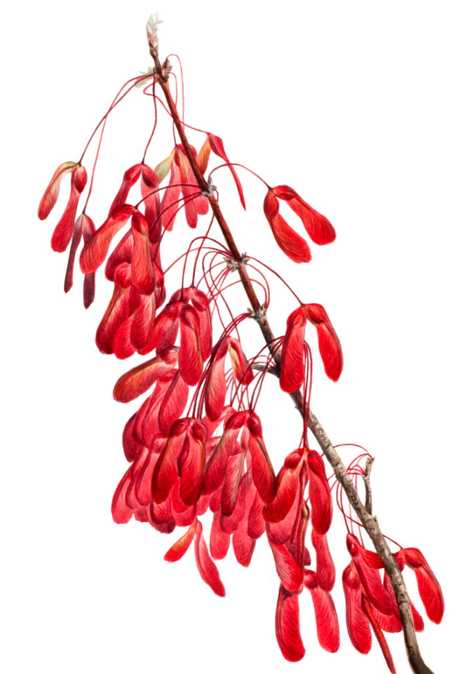 Carolina Maple (Acer carolinianum) (1923) by Mary Vaux Walcott.