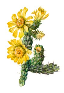 Cylindropuntia whipplei (1938) by Mary Vaux Walcott.. Free illustration for personal and commercial use.
