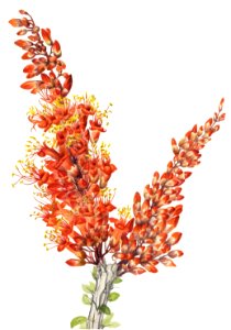 Ocotillo (Fouquieria splendens) (1927) by Mary Vaux Walcott.. Free illustration for personal and commercial use.
