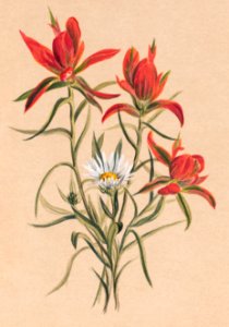 Indian Paintbrush (Castilleja rhexifolia) (1883) by Mary Vaux Walcott.. Free illustration for personal and commercial use.