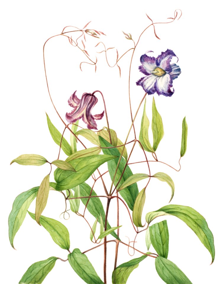 Curly Clematis (Clematis crispa) (1925) by Mary Vaux Walcott.
