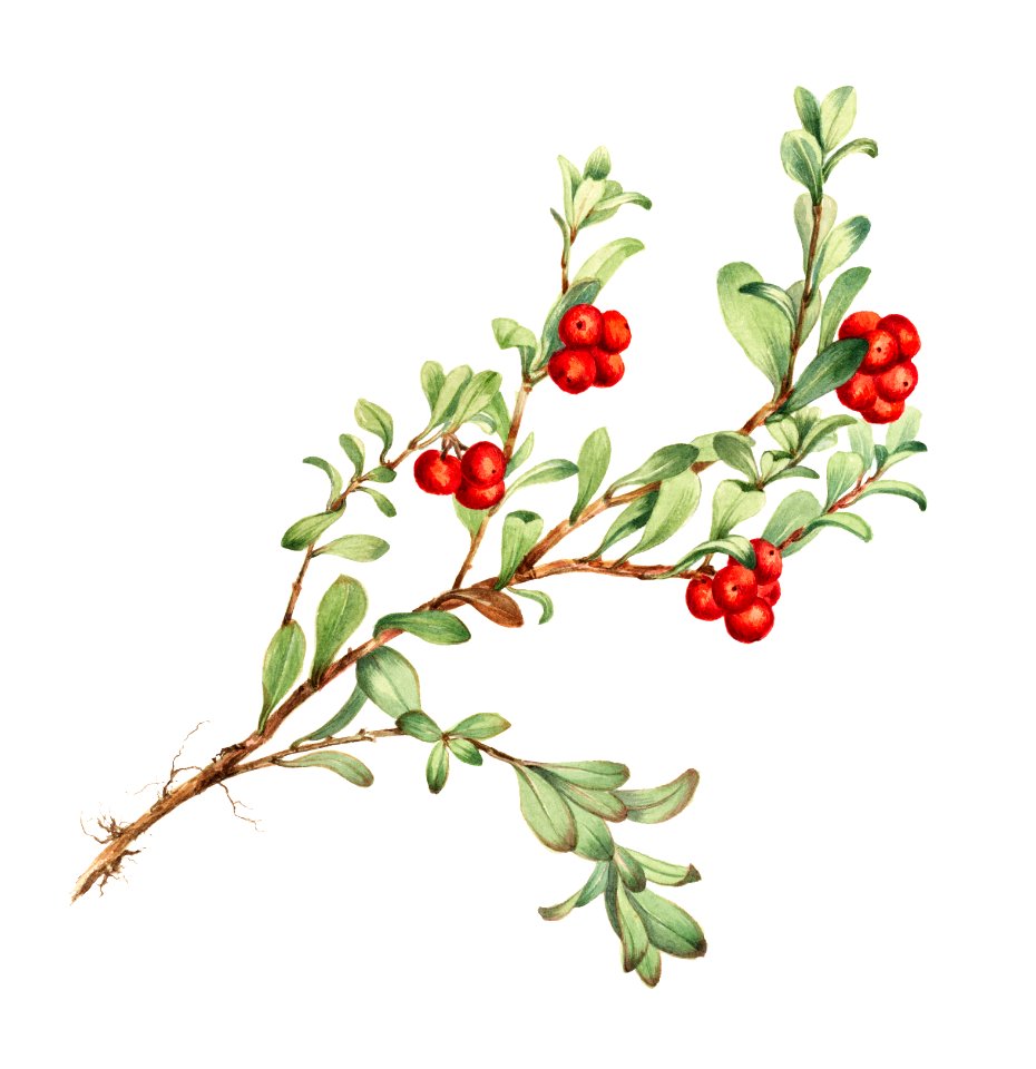 Bearberry (Arctostaphylos uva-ursi) (1916) by Mary Vaux Walcott.