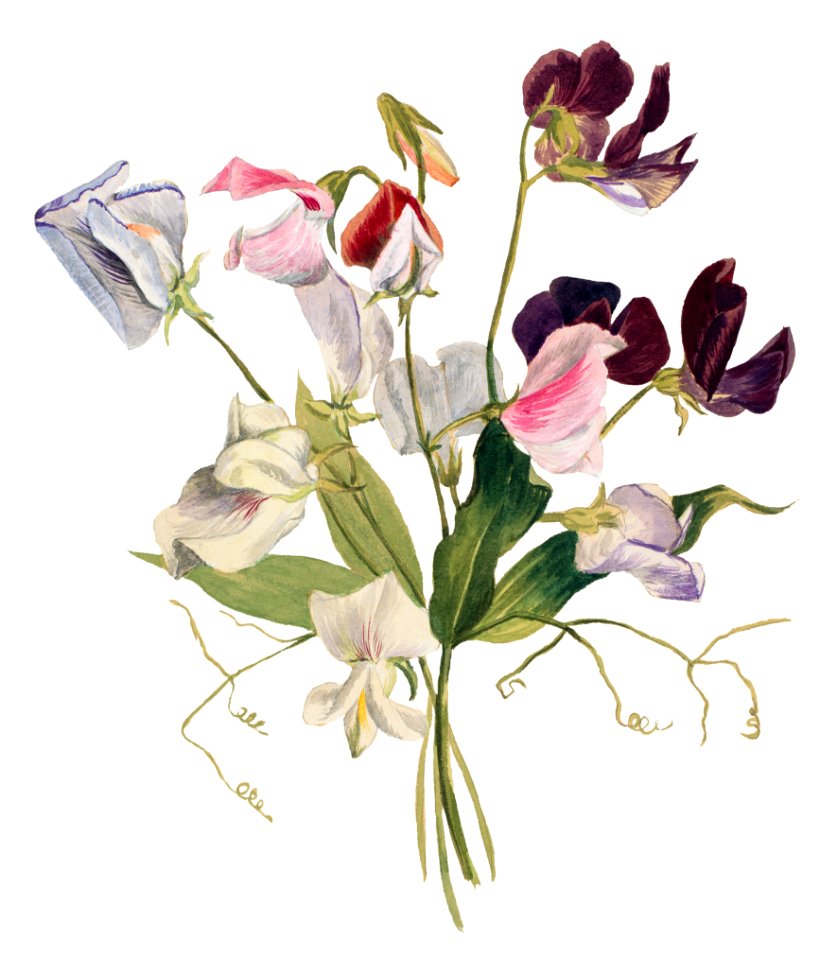 Flower Study (1886) by Mary Vaux Walcott.
