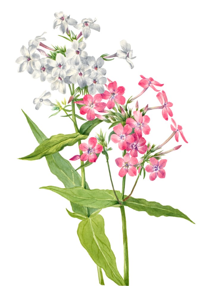 Perennial Phlox (Phlox paniculata) (1934) by Mary Vaux Walcott.