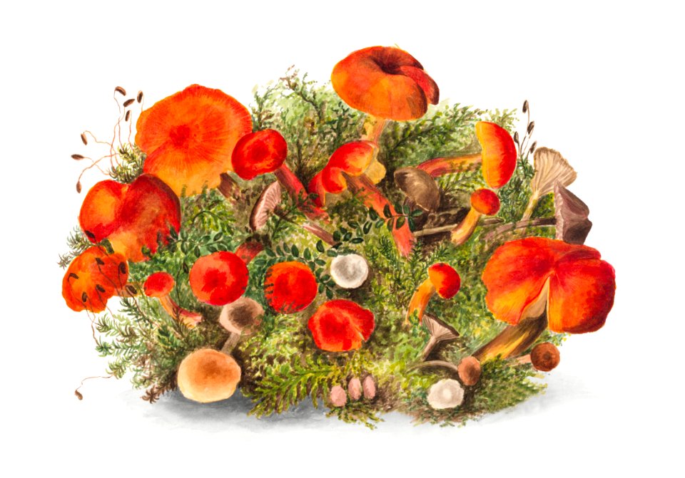 Study of Mushrooms (1880) by Mary Vaux Walcott.