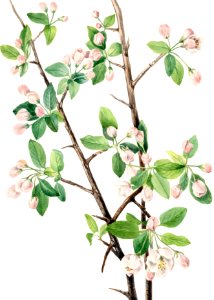 Wild Sweet Crab (Malus coronaria) (1920) by Mary Vaux Walcott.. Free illustration for personal and commercial use.