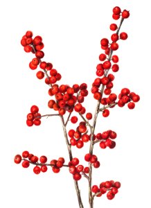 Winterberry (Ilex verticillata) (1920) by Mary Vaux Walcott.. Free illustration for personal and commercial use.