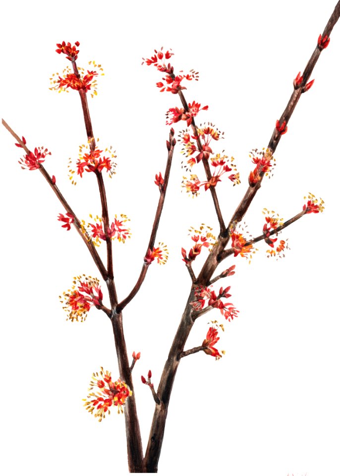 Red Maple (Acer rubrum) (1920) by Mary Vaux Walcott.