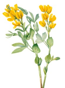 Goldenpea (Thermopsis rhombifolia) (1923) by Mary Vaux Walcott.