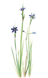 Blue-eyed-grass (Sisyrinchium angustifolium) (1920) by Mary Vaux Walcott.. Free illustration for personal and commercial use.