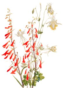 Flower Study (1883–1900)by Mary Vaux Walcott.