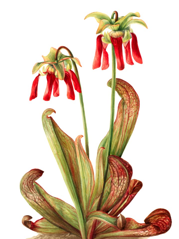 Parrot pitcherplant (Sarracenia psittacina) (1925) by Mary Vaux Walcott.