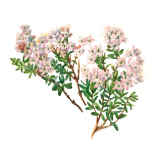 Sand Myrtle (Leiophyllum lyoni) (1930) by Mary Vaux Walcott.. Free illustration for personal and commercial use.