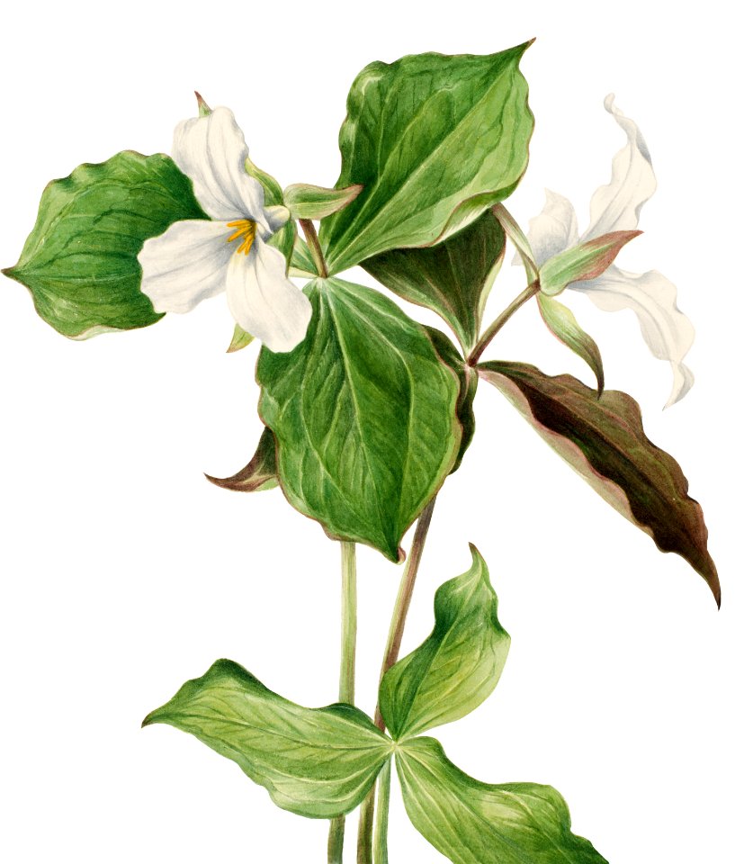 Large White Trillium (Trillium grandiflorum) (1923) by Mary Vaux Walcott.