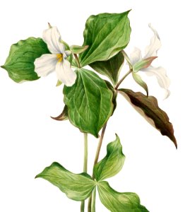 Large White Trillium (Trillium grandiflorum) (1923) by Mary Vaux Walcott.. Free illustration for personal and commercial use.