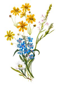 Group of Flowers (1883) by Mary Vaux Walcott.. Free illustration for personal and commercial use.