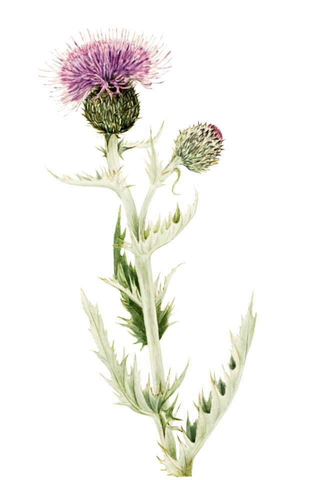 Prairie Thistle (Cirsium undulatum) (1923) by Mary Vaux Walcott.