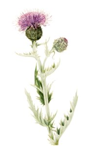 Prairie Thistle (Cirsium undulatum) (1923) by Mary Vaux Walcott.. Free illustration for personal and commercial use.