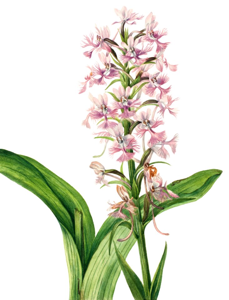 Large Purple Fringe–Orchid (Habenaria grandiflora) (1926) by Mary Vaux Walcott.